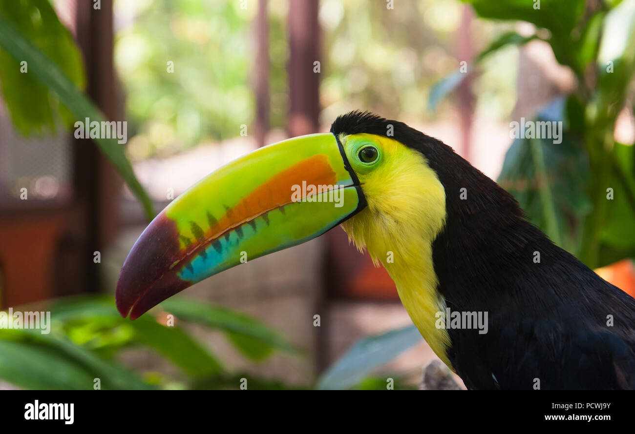 Close up of the colorful keel-billed toucan in a garden Stock Photo