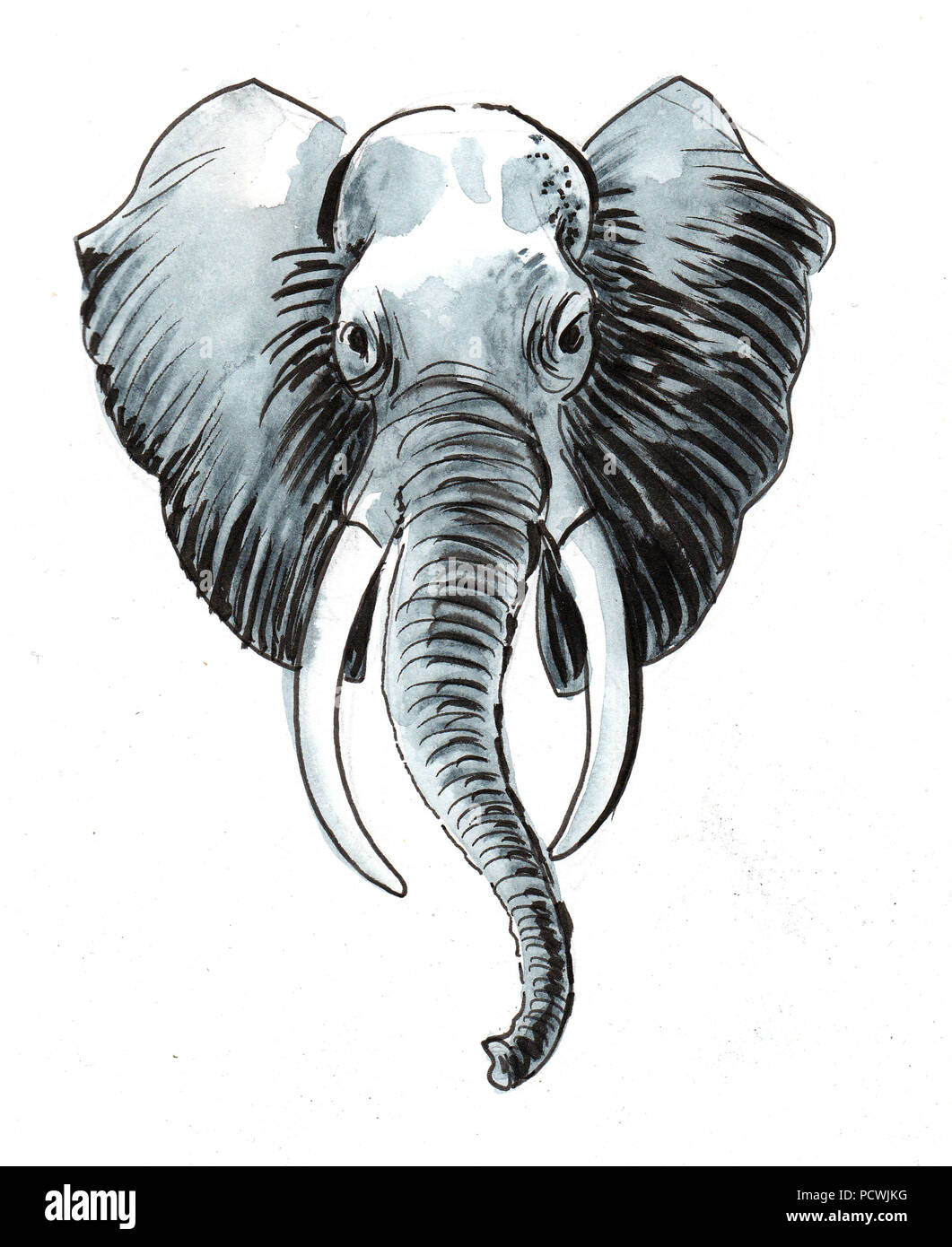 Elephant Head Ink And Watercolor Illustration Stock Photo Alamy