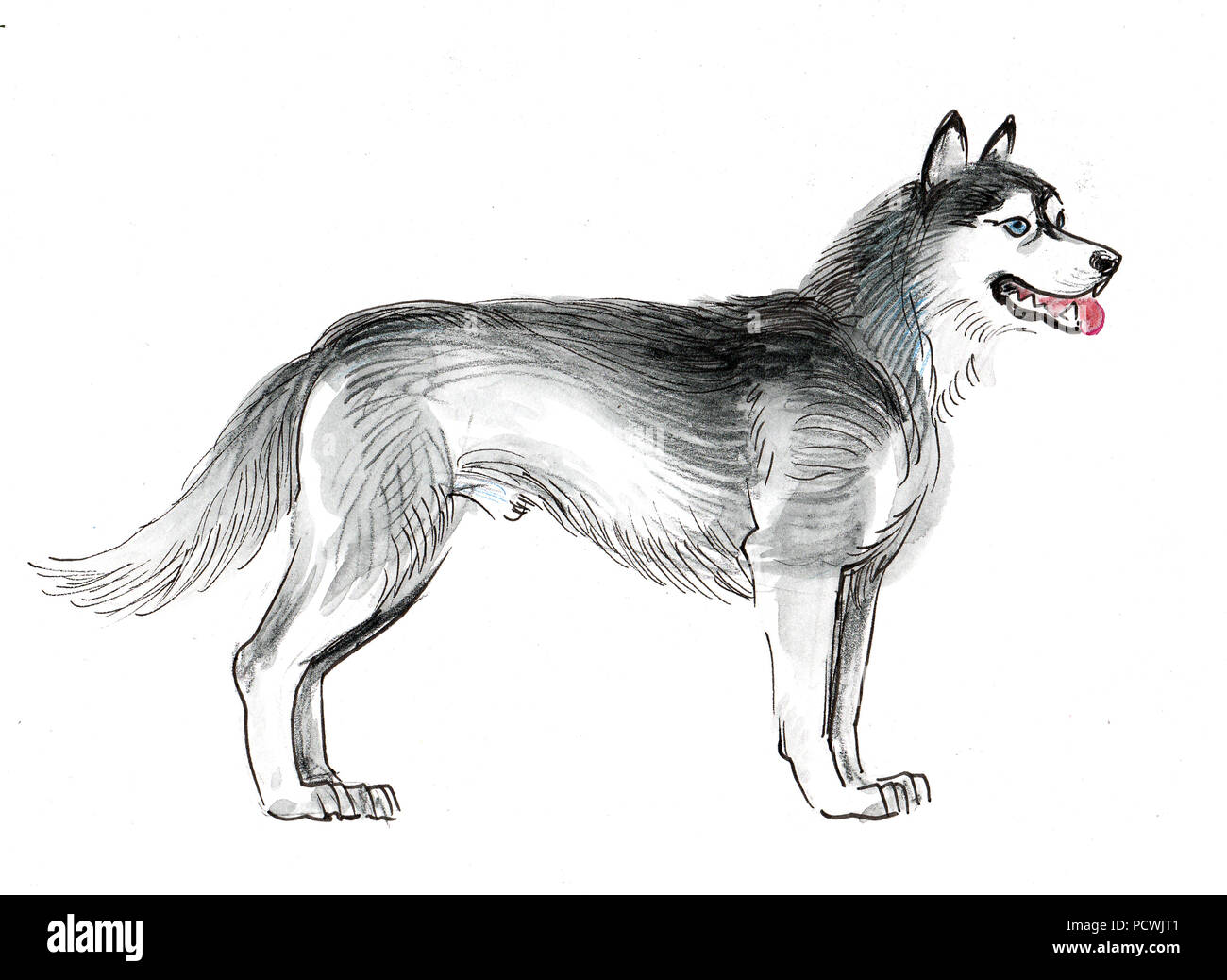 Standing husky dog. Ink and watercolor illustration Stock Photo - Alamy