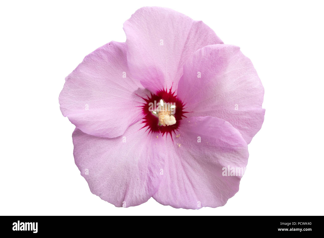 purple hibiscus synopsis