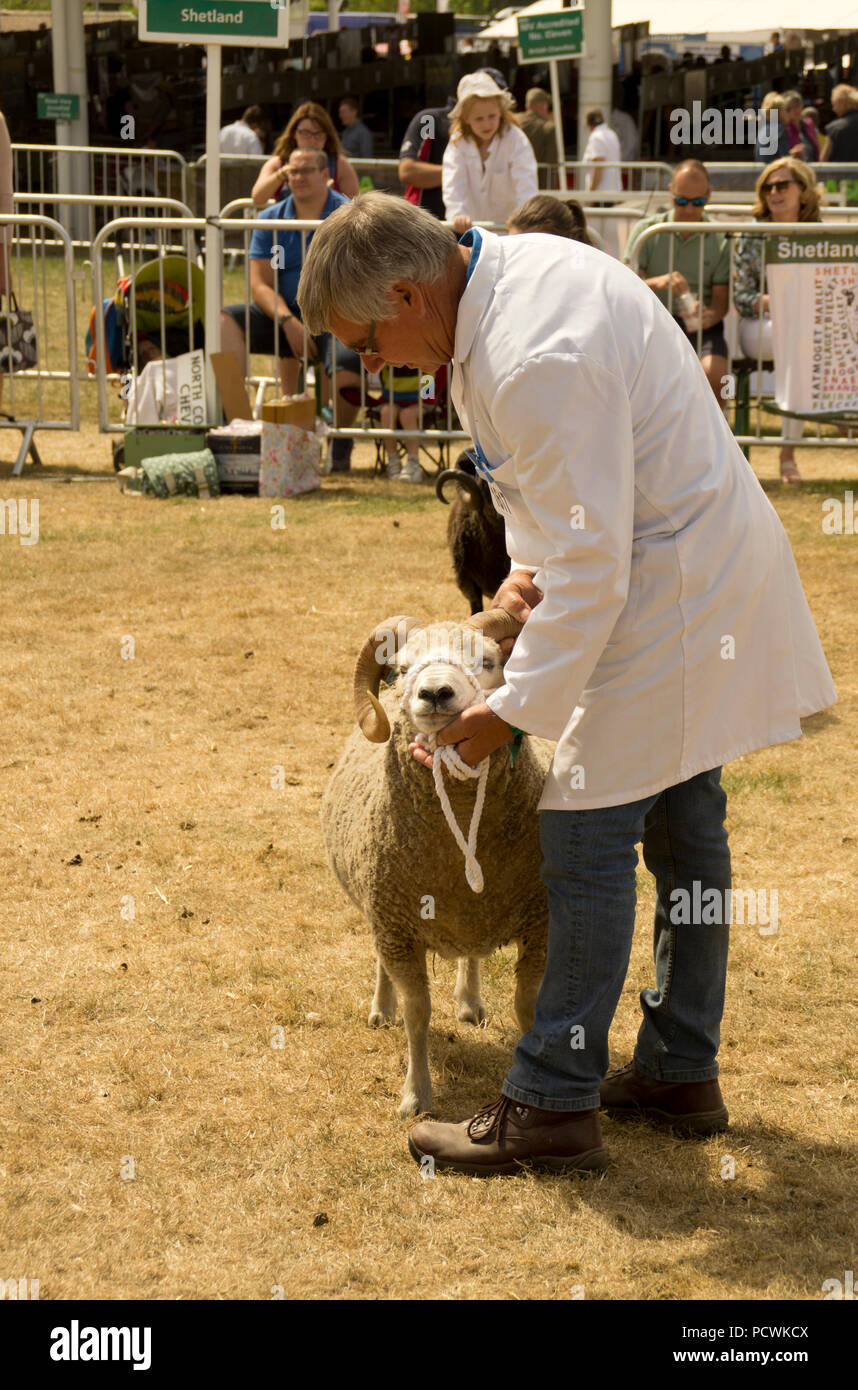Shetland Sheep Ram being judged at The Great Yorkshire Show Stock Photo