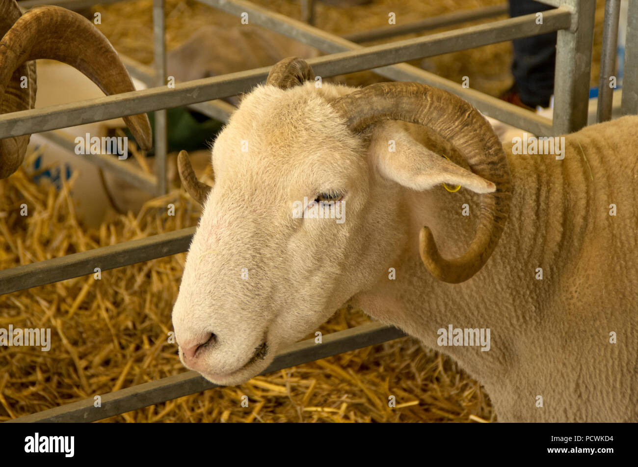 White Faced Woodland Sheep Stock Photo