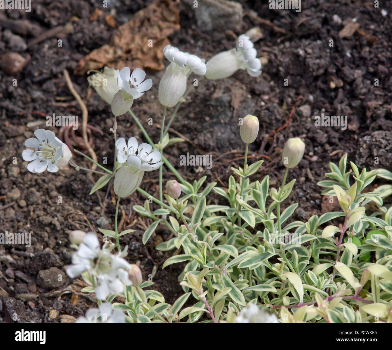Silene uniflora 'Druett's Variegated' Stock Photo