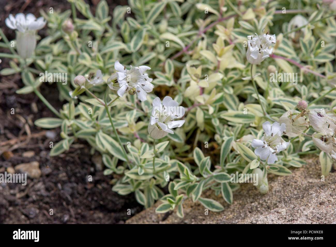 Silene uniflora 'Druett's Variegated' Stock Photo