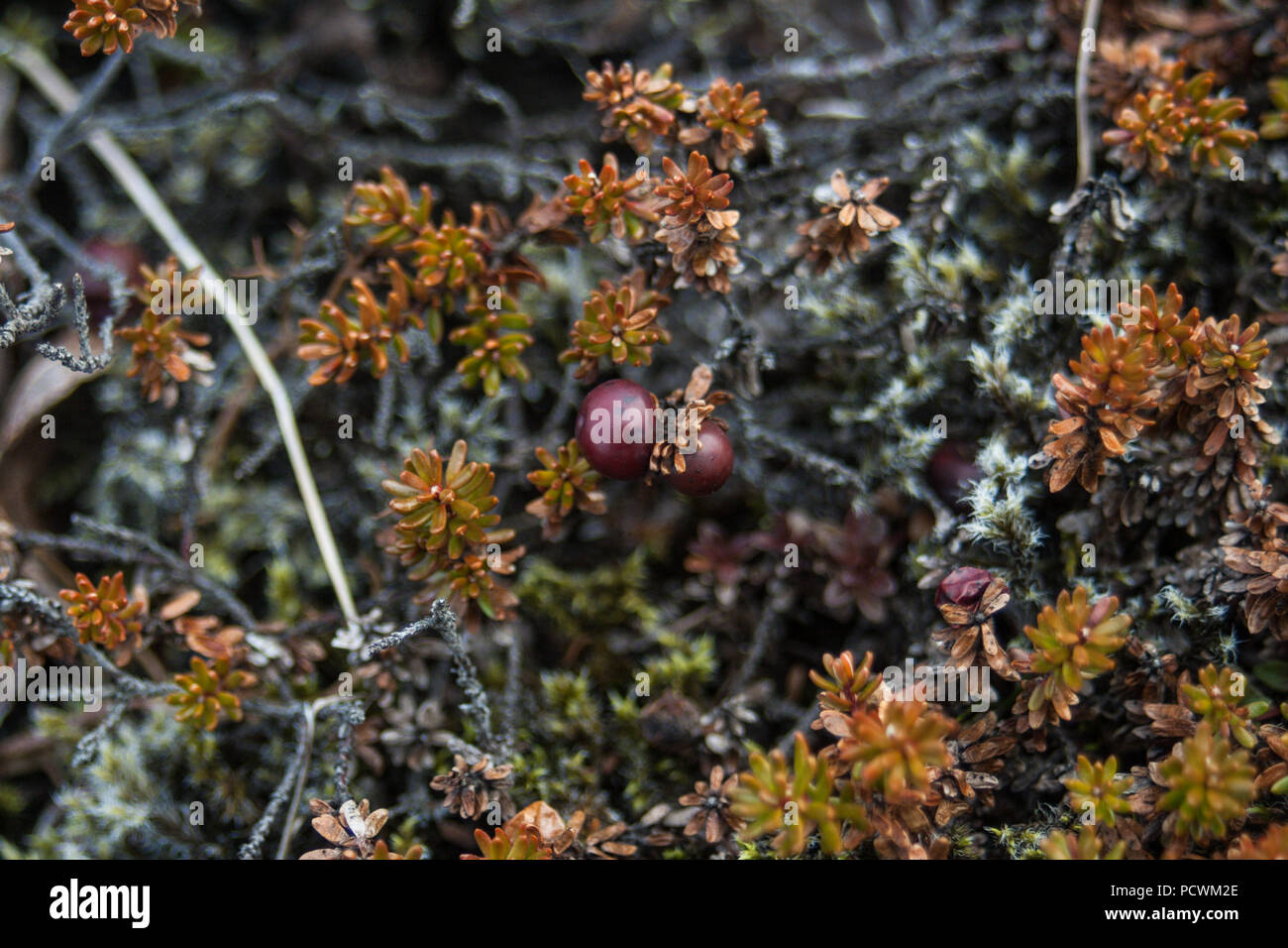 Iceland nature background - moss, grass and volcanic stones Stock Photo