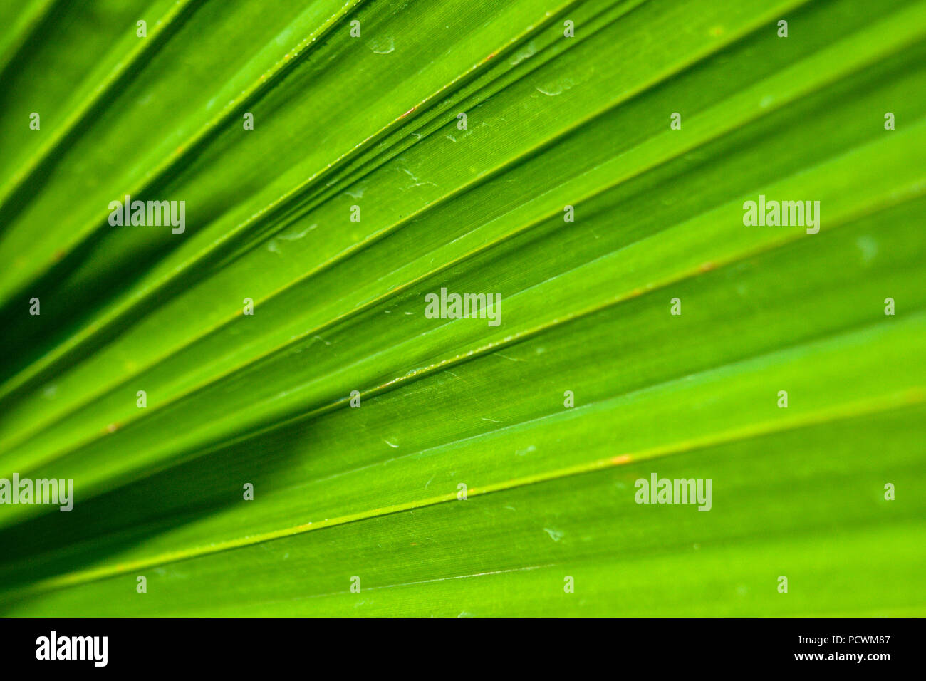 more diffrent plants pattern and wallpaper Stock Photo