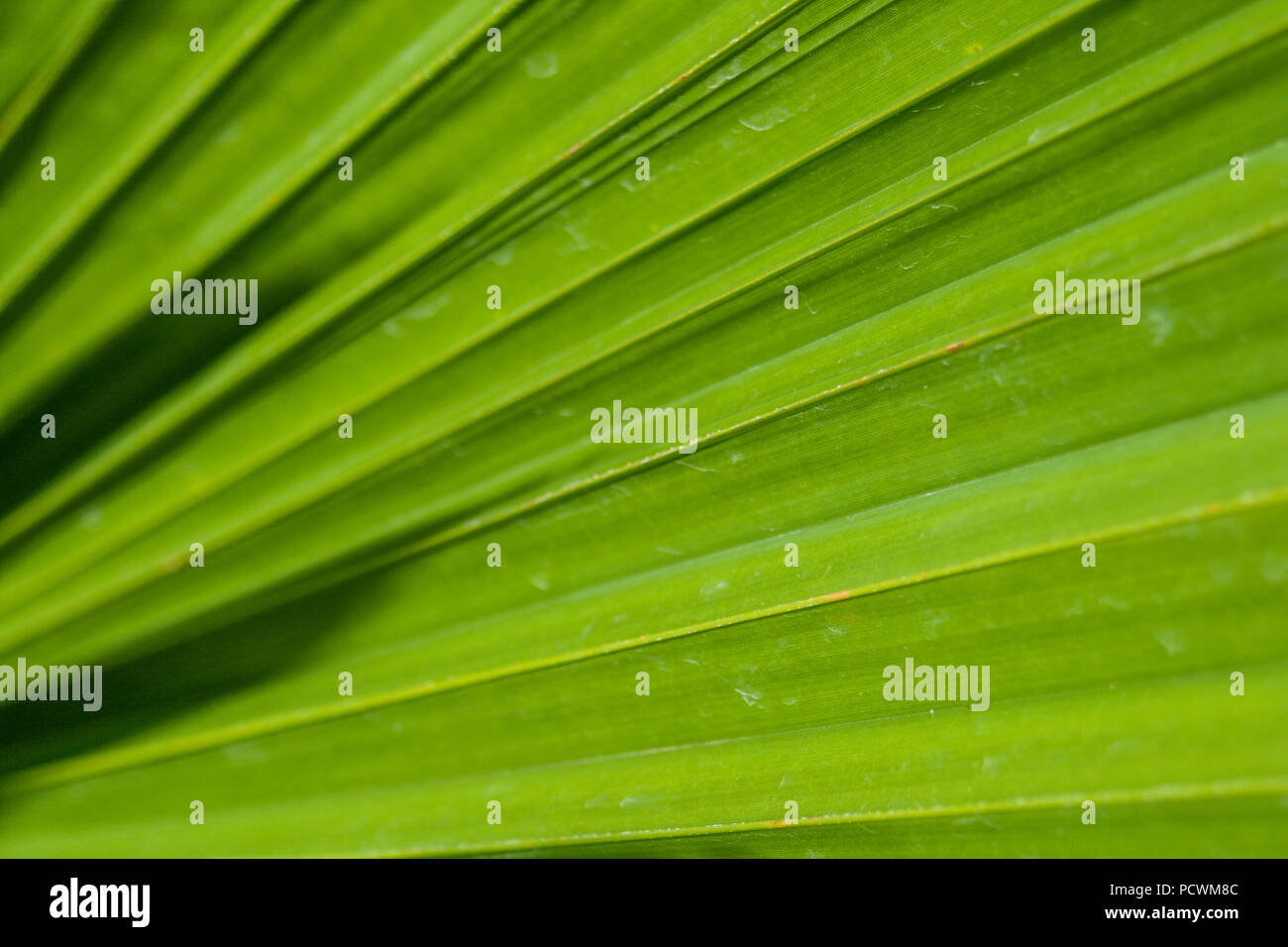 more diffrent plants pattern and wallpaper Stock Photo