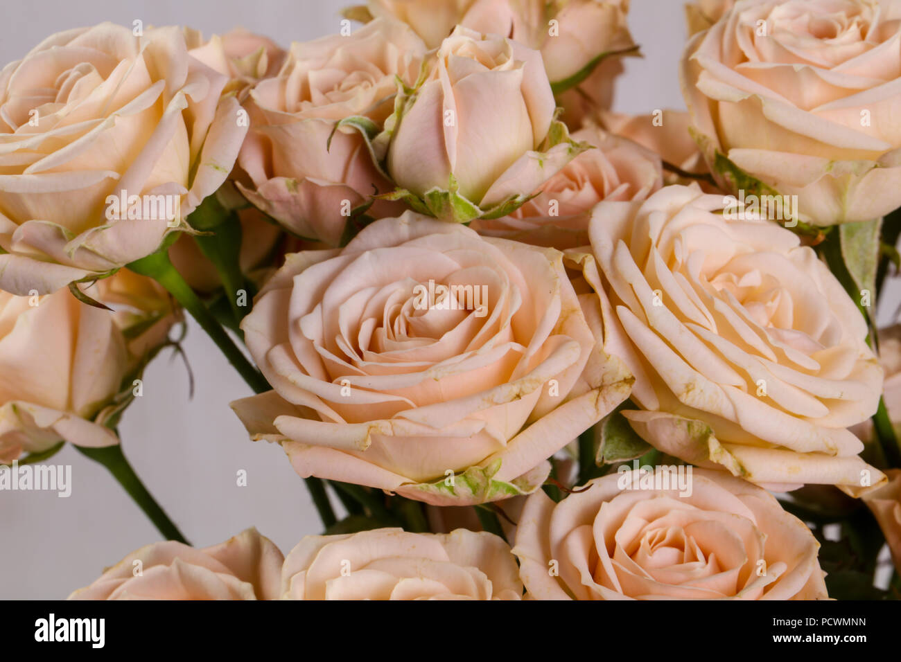 Pink roses bouquet isolated on white background Stock Photo - Alamy