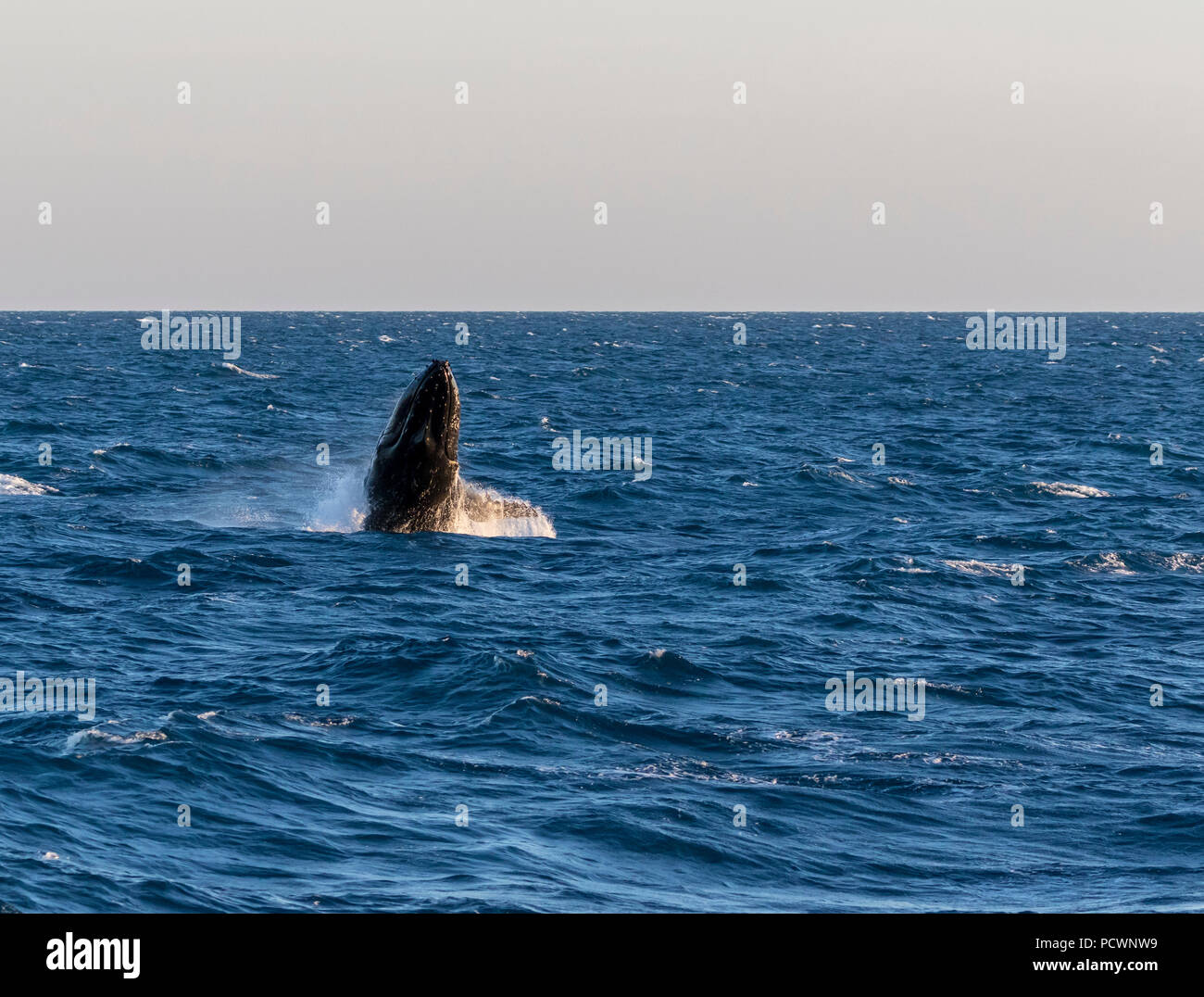 Humpback whale breaching on its southern migration route in the Timor Sea, off Western Australia Stock Photo