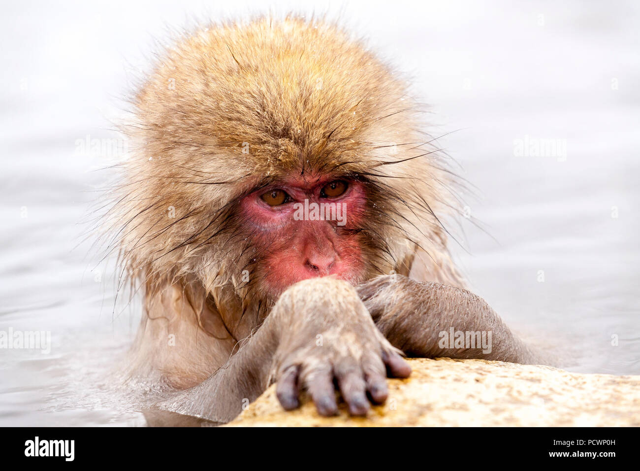 Cute japanese snow monkey looking at its paw. Nagano Prefecture, Japan. Stock Photo