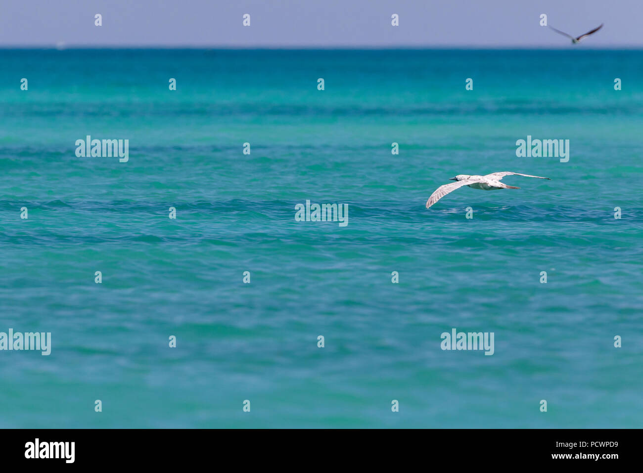 White morph Brown Booby in flight at the Lacepede Islands, Western Australia Stock Photo