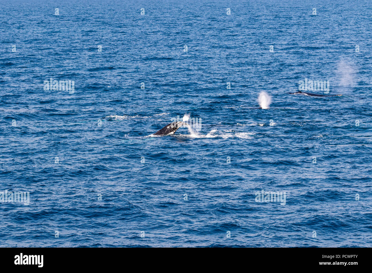 Pod Of Humpback Whales On Their Southern Migration Timor Sea Western 