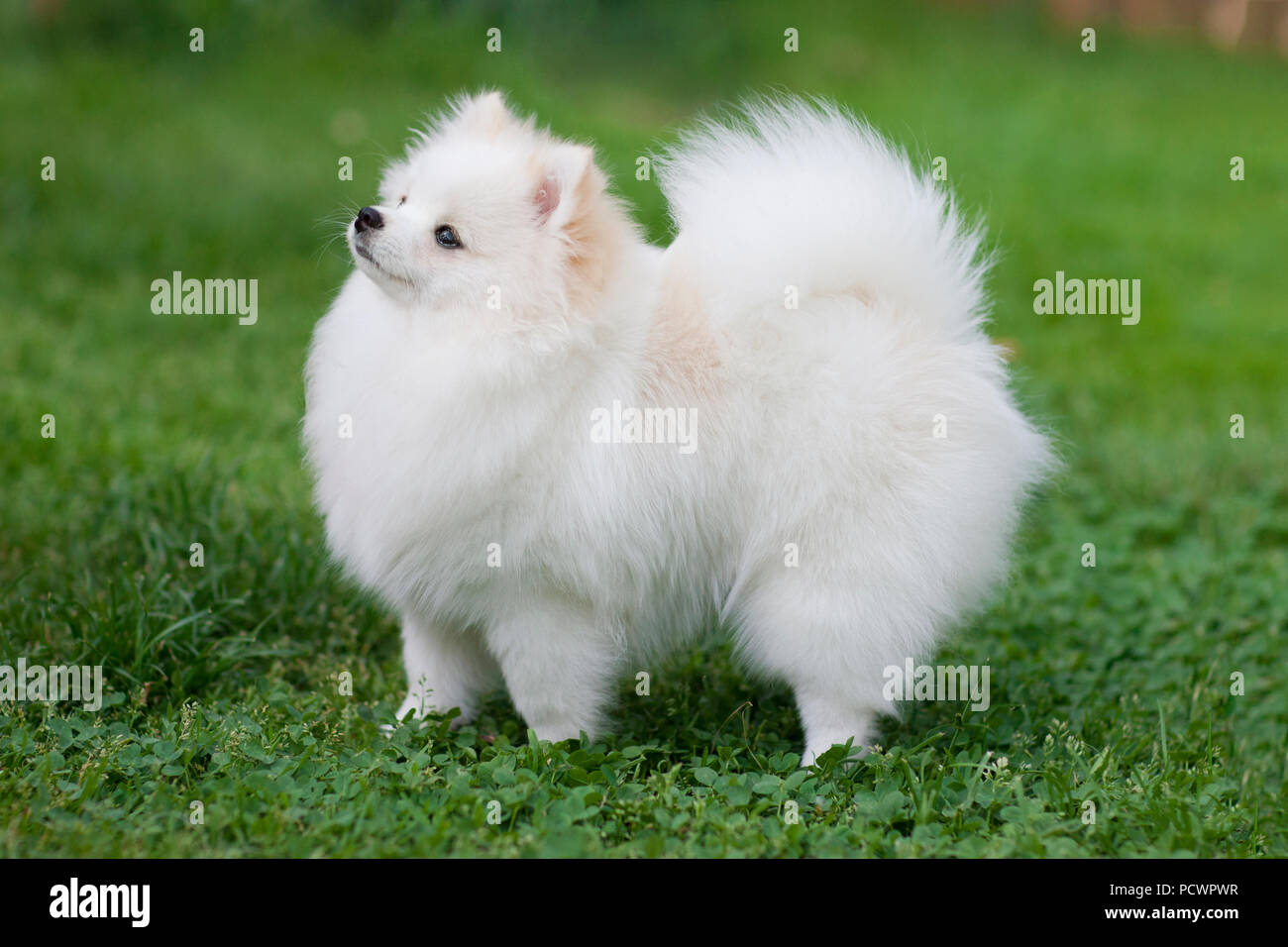 Wide picture of a white pomeranian spitz at the blooming meadow Stock Photo