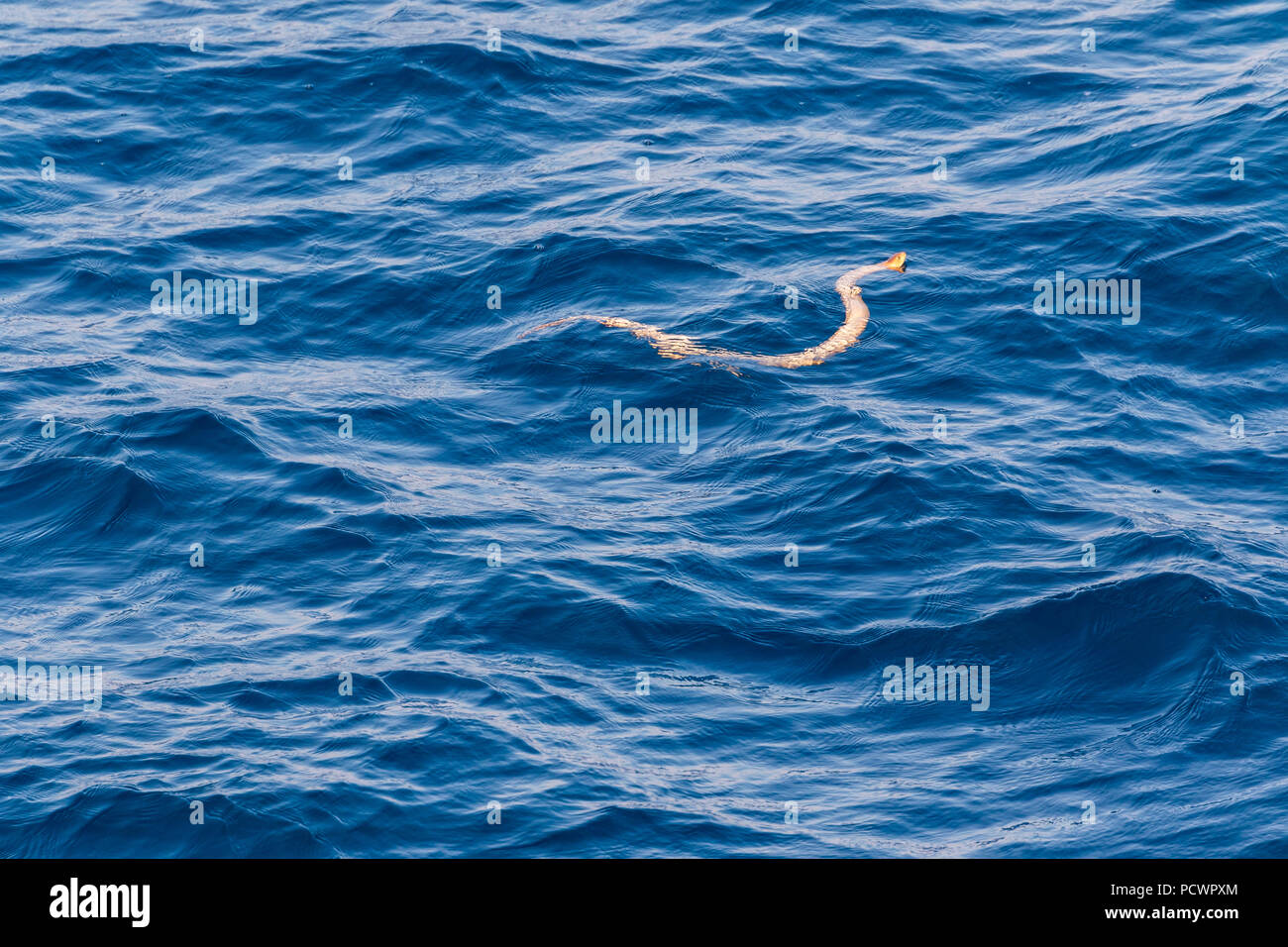 Stokes sea snake in the Timor Sea, off the coast of Western Australia Stock Photo