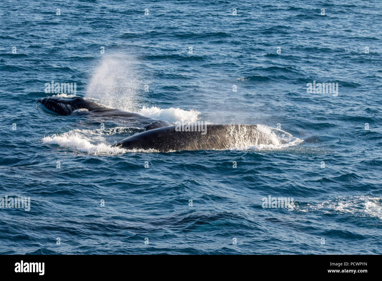 pod-of-humpback-whales-on-their-southern-migration-timor-sea-western