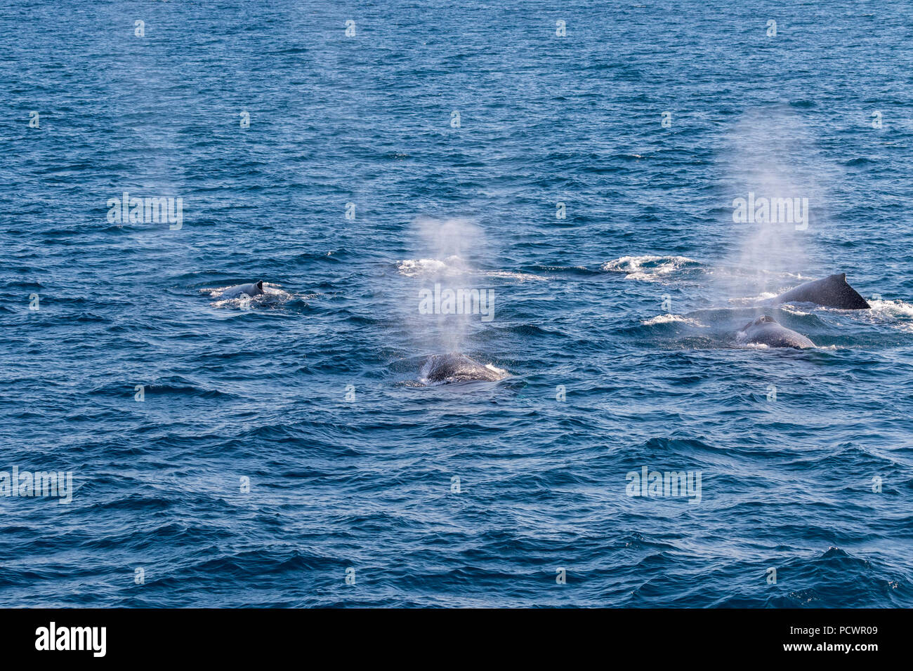 Pod of humpback whales on their southern migration, Timor Sea, Western Australia Stock Photo