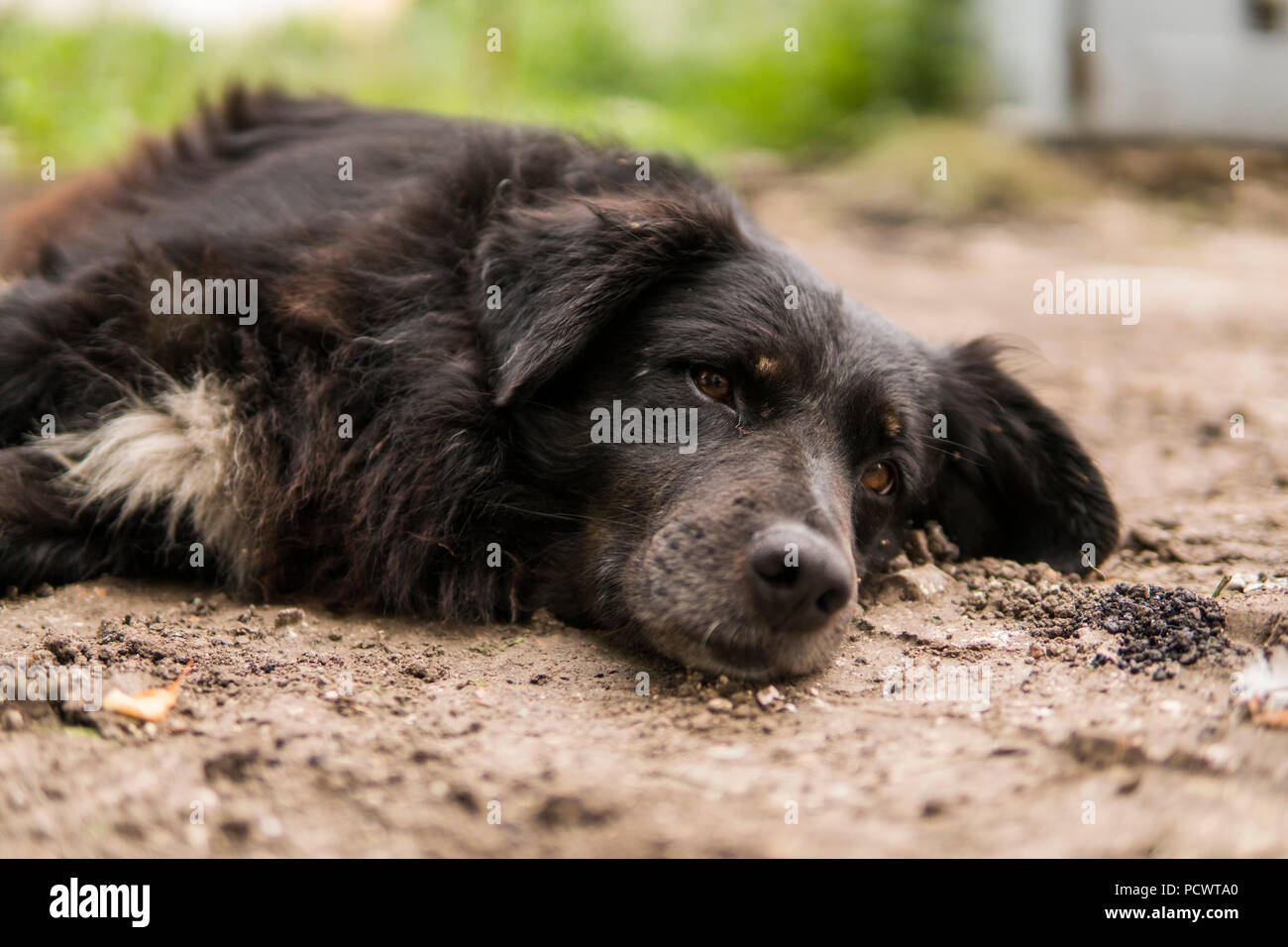 Homeless black dog lies on the green grass and look in camera Stock ...