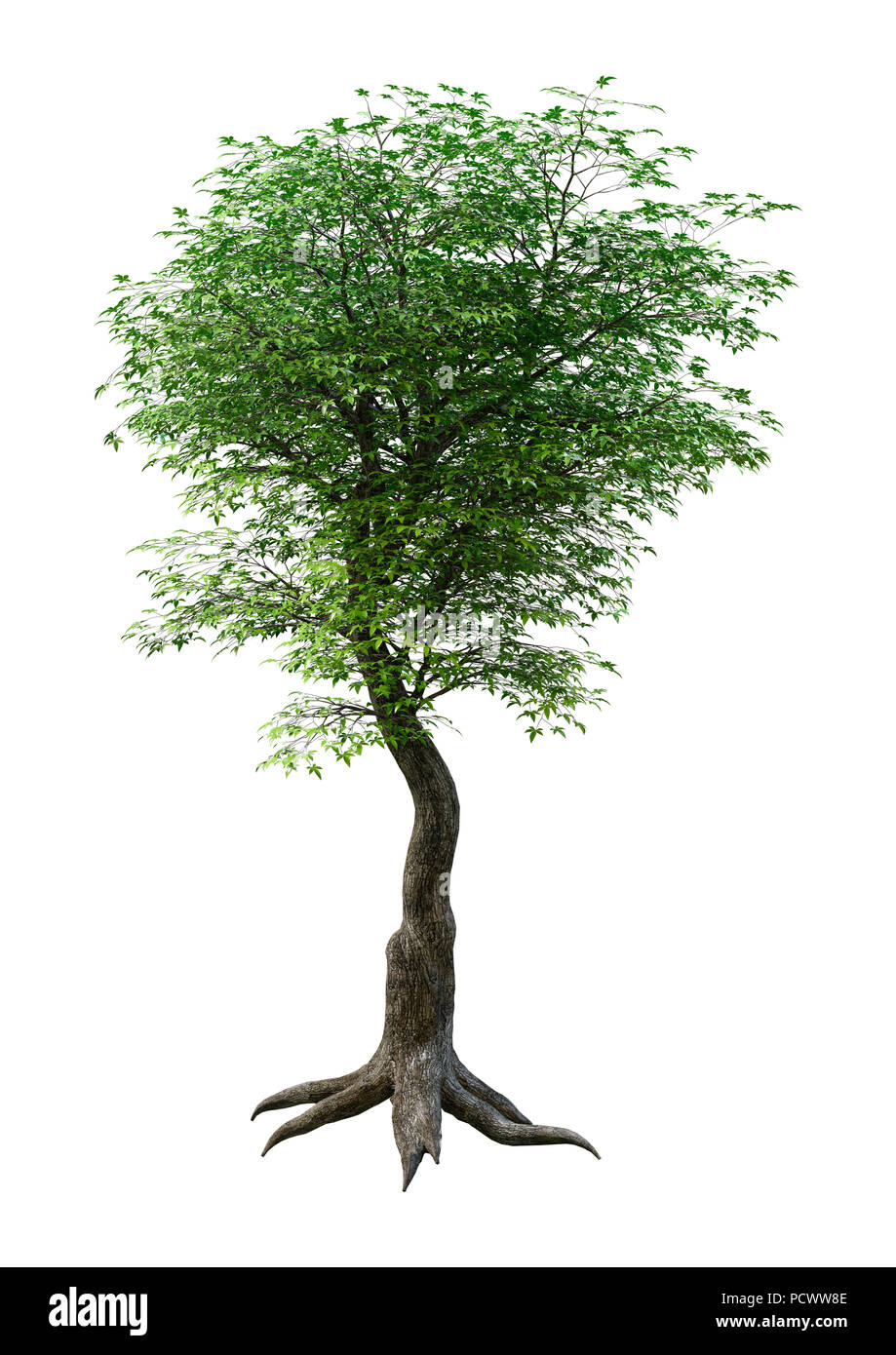 Green Maple Tree Rendering 3D rendering of a green Japanese maple tree isolated on white ...