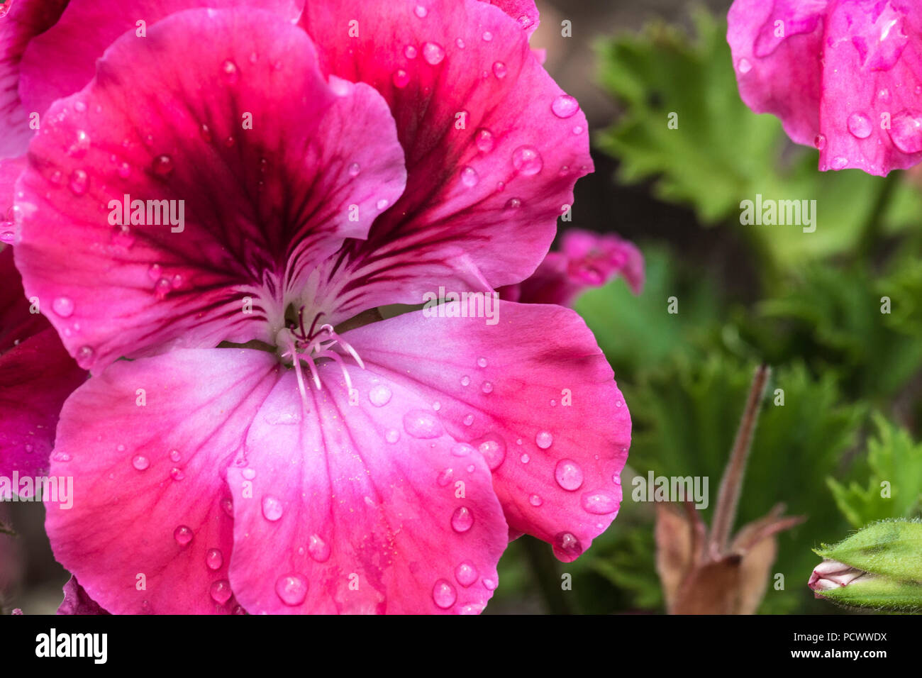 the mottled geranium flower in its full bloom Stock Photo