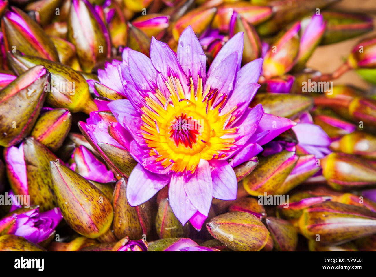 Bunch of Lotus flowers for sale at the street market, Sri Lanka Stock