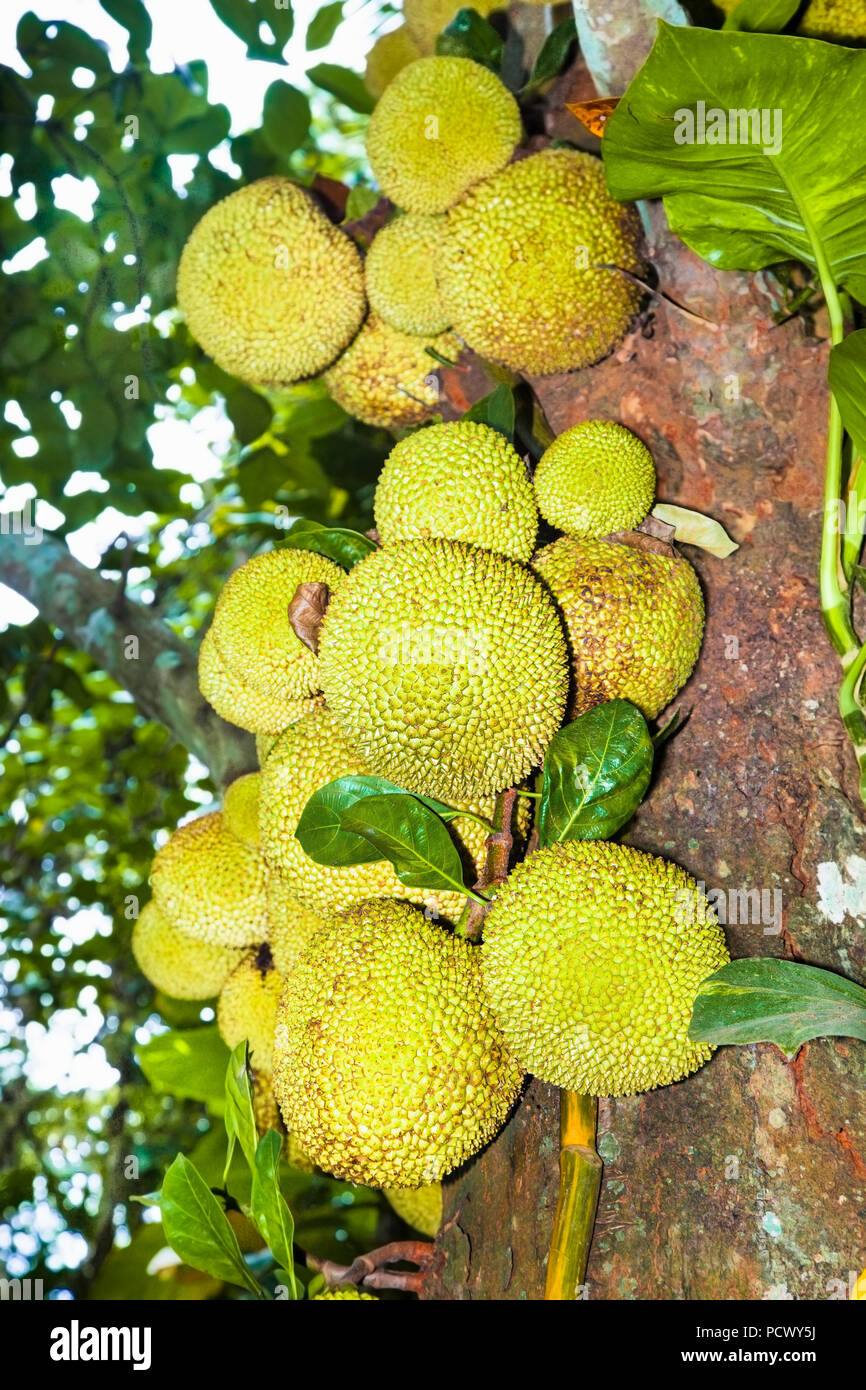 Jackfruit Tree: The Ultimate Guide
