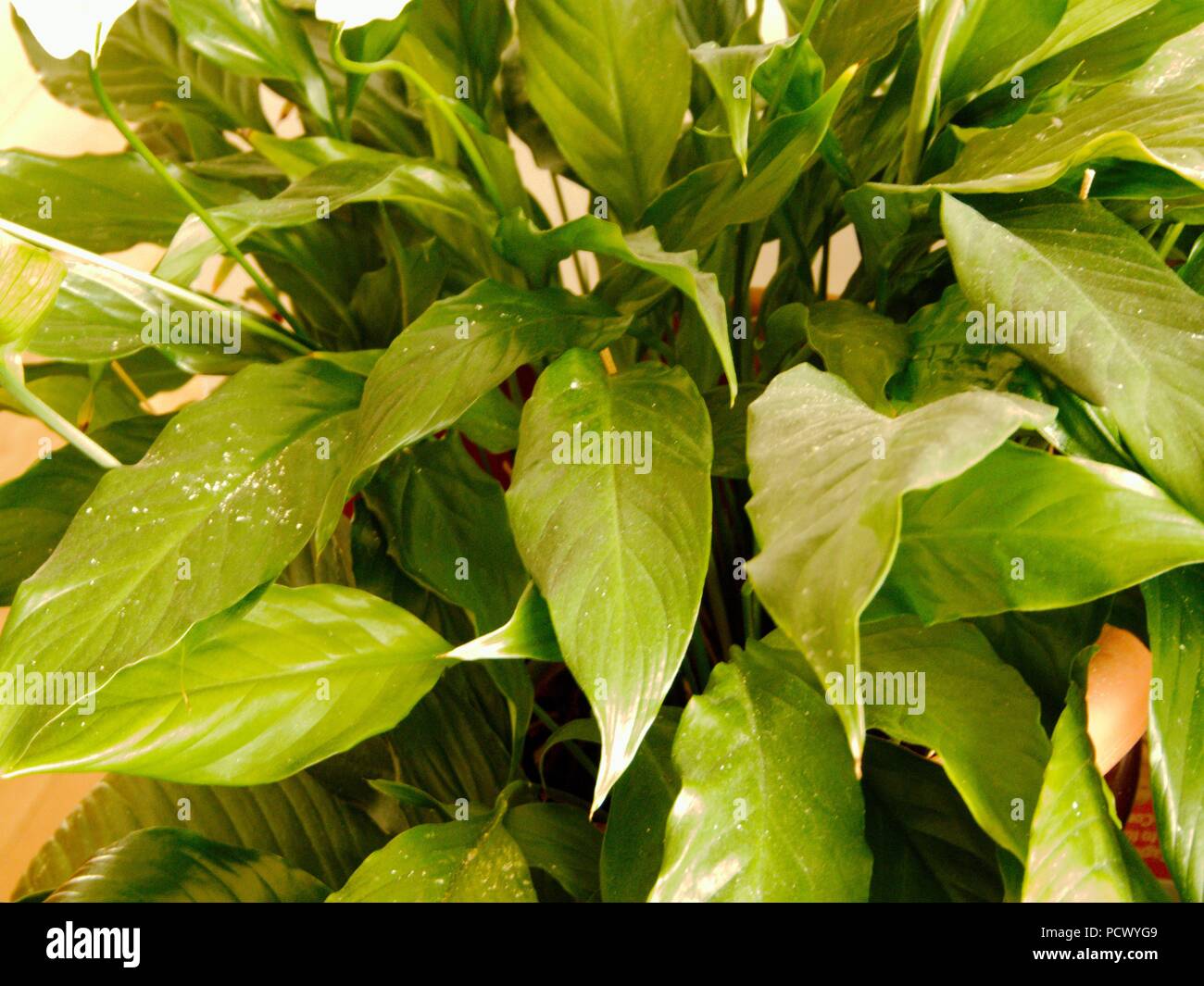 Peace lily leaves hi-res stock photography and images - Alamy