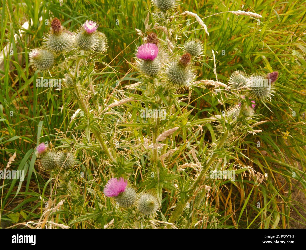 Scottish thistle flowers Stock Photo Alamy