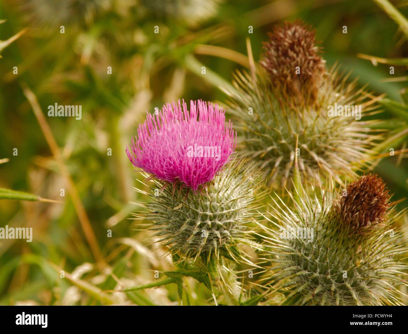 Scottish thistle flowers Stock Photo Alamy