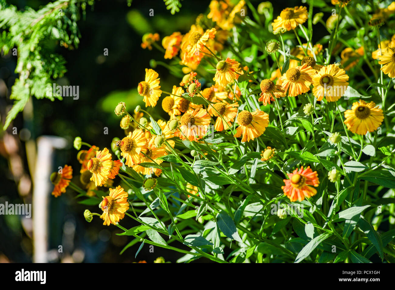 Yellow helenium blooming on the summer field. Stock Photo