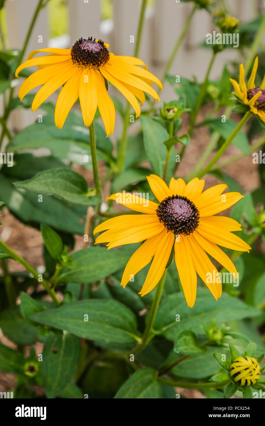 blackeyed Susan flower Stock Photo Alamy
