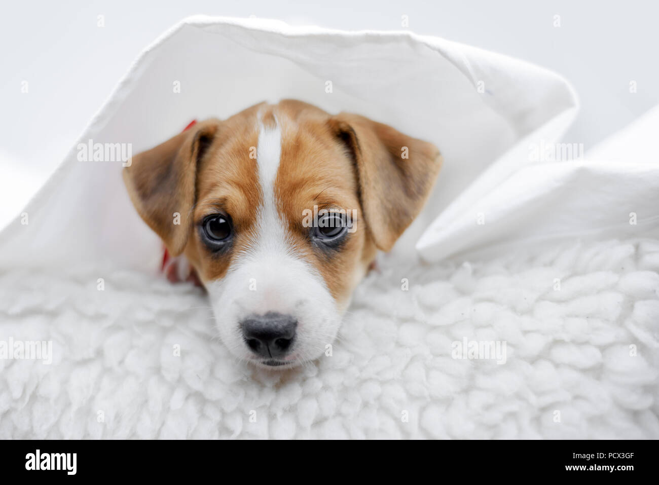 Jack russel terrier puppy Stock Photo