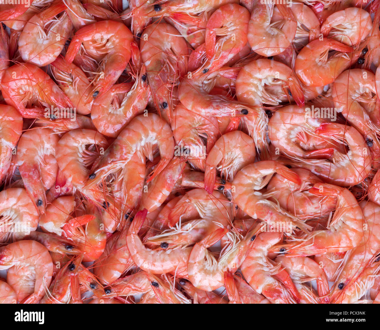 Big boiled shrimps close up Stock Photo
