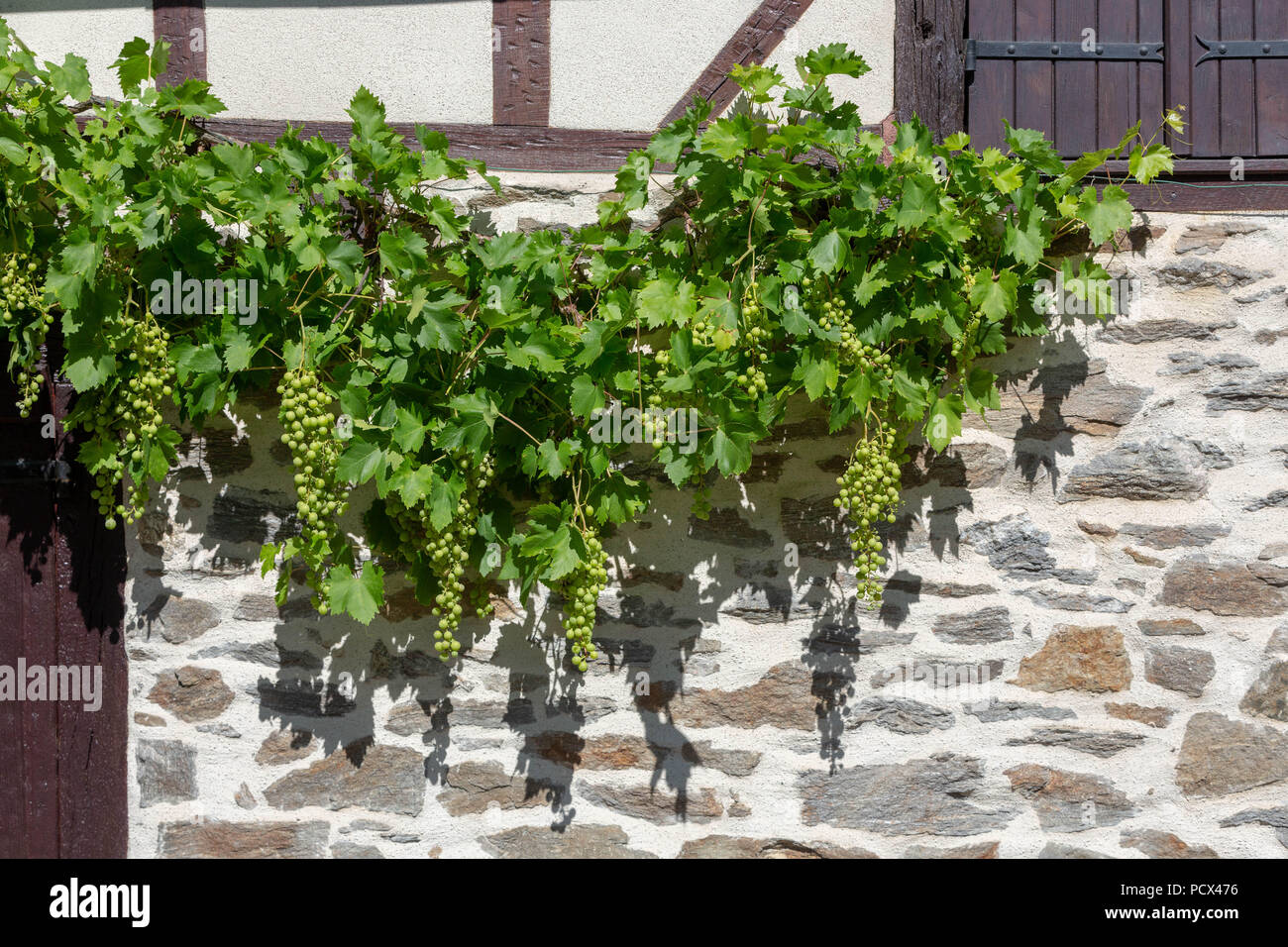 Hanging grape vine in front facade hi-res stock photography and