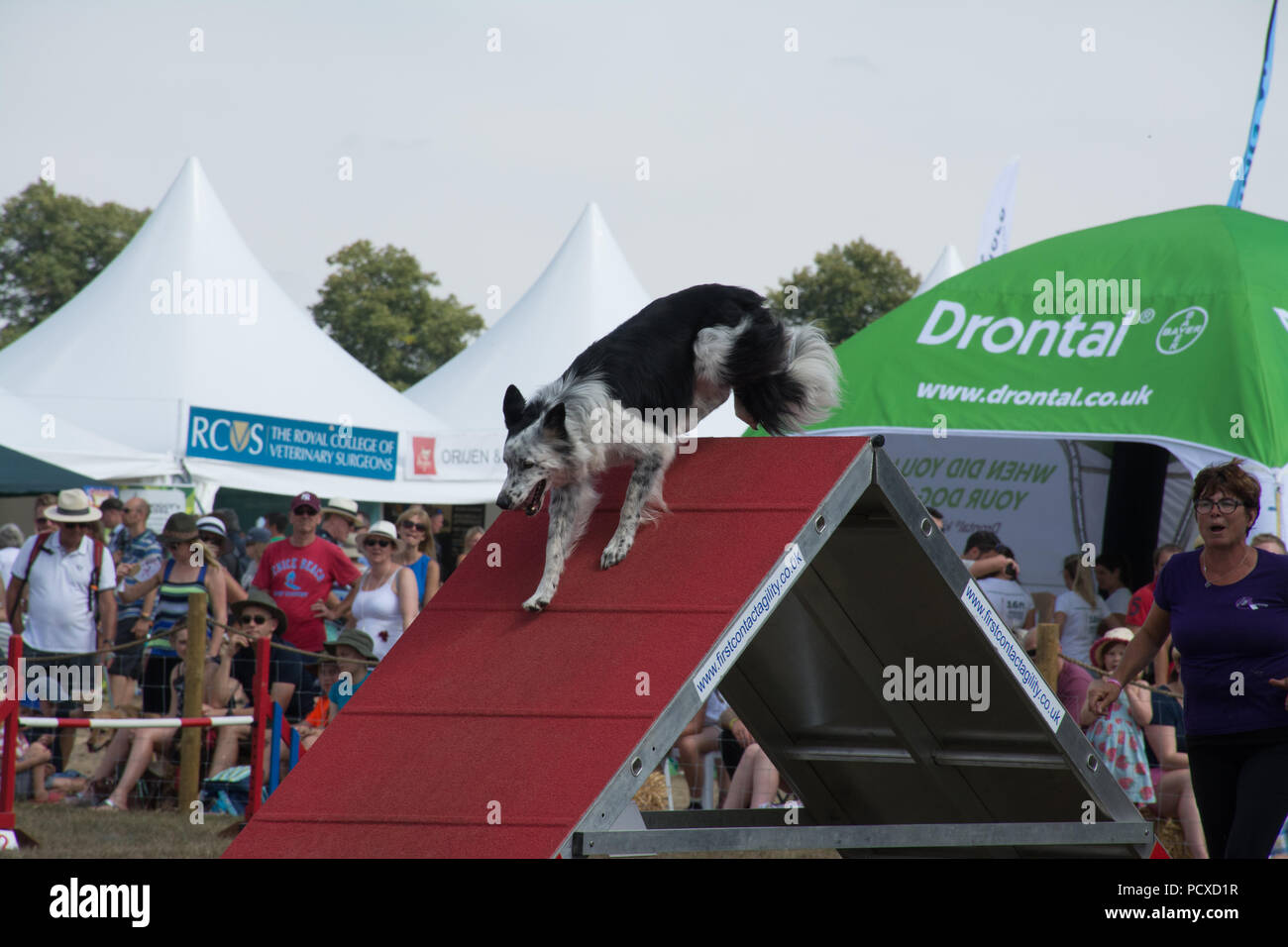 Oxfordshire, UK. 4th August, 2018. Dog agility competition with border
