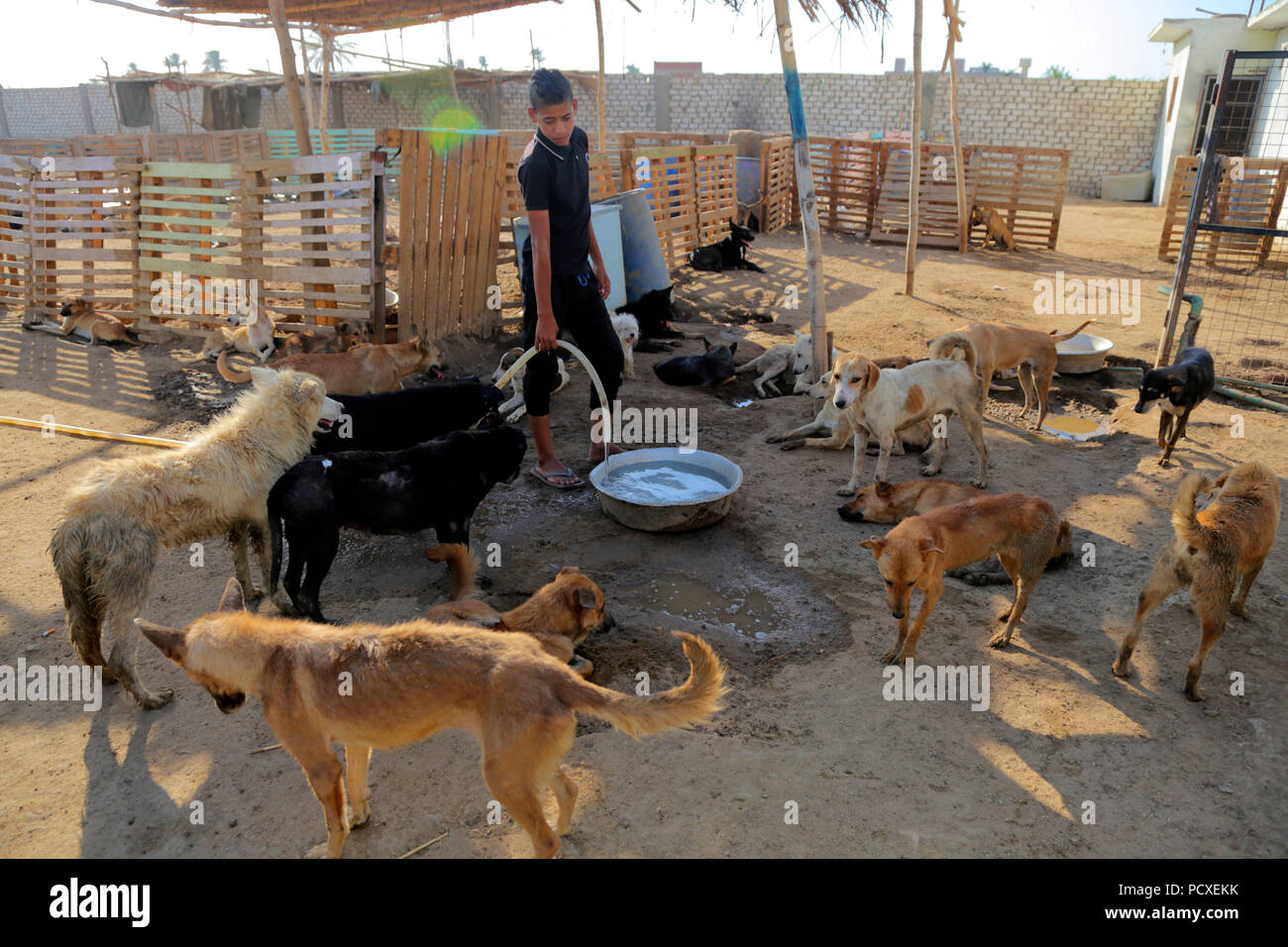 Giza, Egypt. 4th Aug, 2018. Dogs are seen at a dog shelter in Giza, Egypt,  on July 5, 2018. With "the Voice of the Voiceless" as its slogan, Cairo  Animal Rescue Team (
