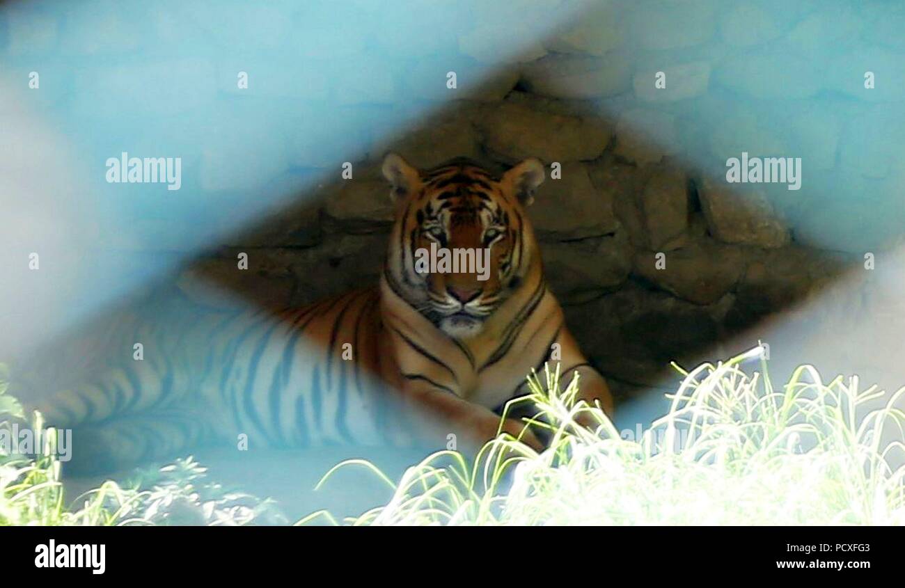 Tiger in beijing zoo china hi-res stock photography and images - Alamy