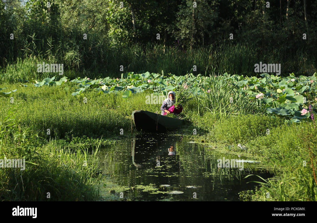 Srinagar, Indian-controlled Kashmir. 4th Aug, 2018. A woman cuts weeds at the Dal Lake in Srinagar, summer capital of Indian-controlled Kashmir, on Aug. 4, 2018. Credit: Javed Dar/Xinhua/Alamy Live News Stock Photo