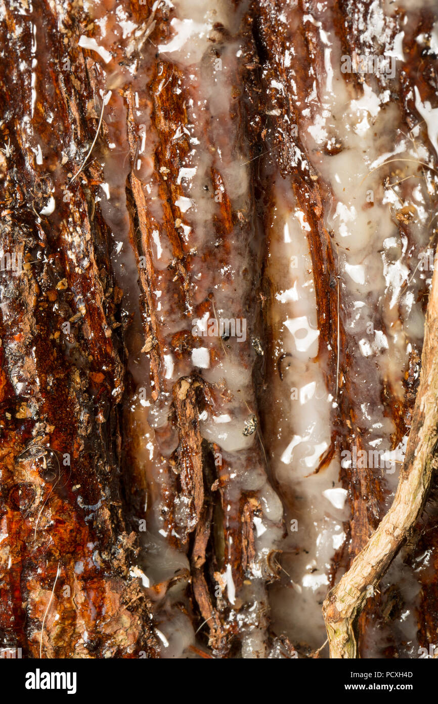 Resin seeping from the bark of a coniferous tree that has been damaged by deer rubbing their antlers against the bark. Deer hair and tiny insects can  Stock Photo