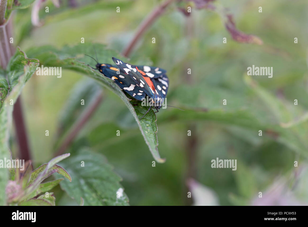 Scarlet Tiger Moth; Callimorpha dominula Pair Mating Cornwall; UK Stock Photo
