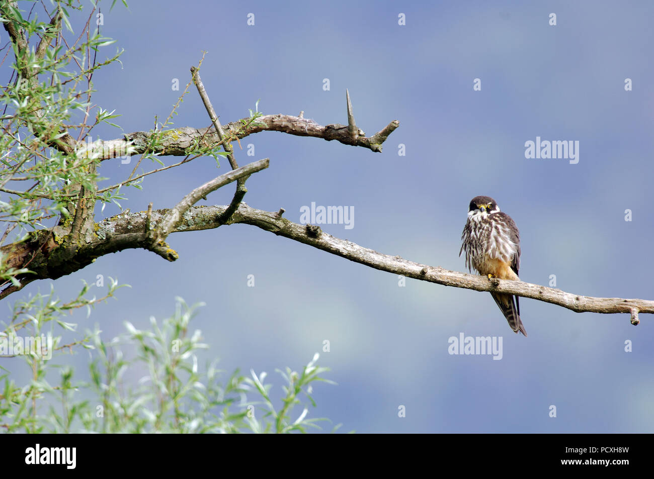 Hobby - Falco subbuteo Faucon hobereau Stock Photo