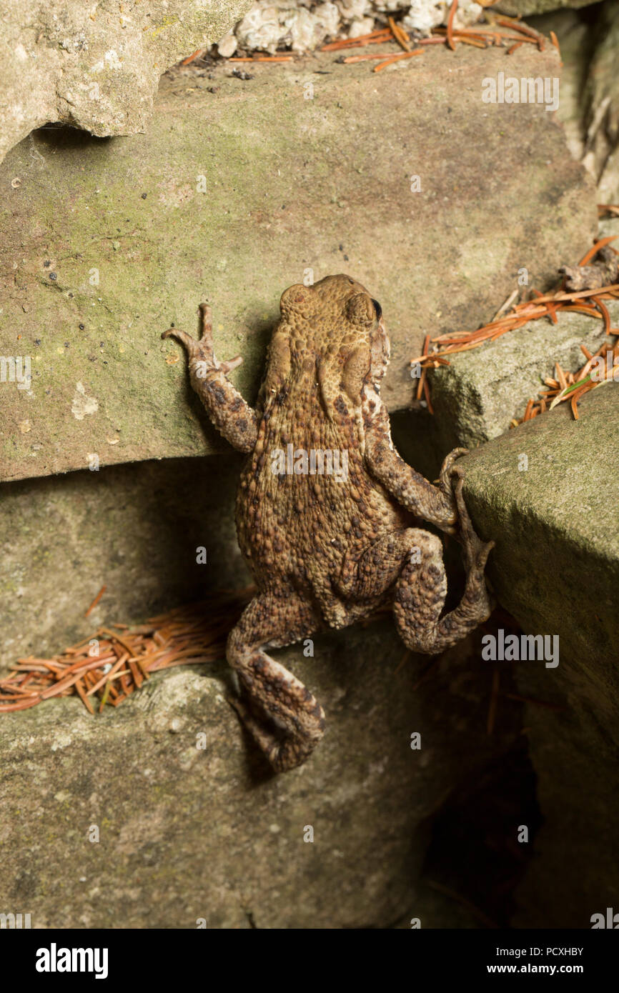 A common toad, Bufo bufo, photographed at night climbing patio steps near a garden pond. Lancashire North West England UK GB Stock Photo