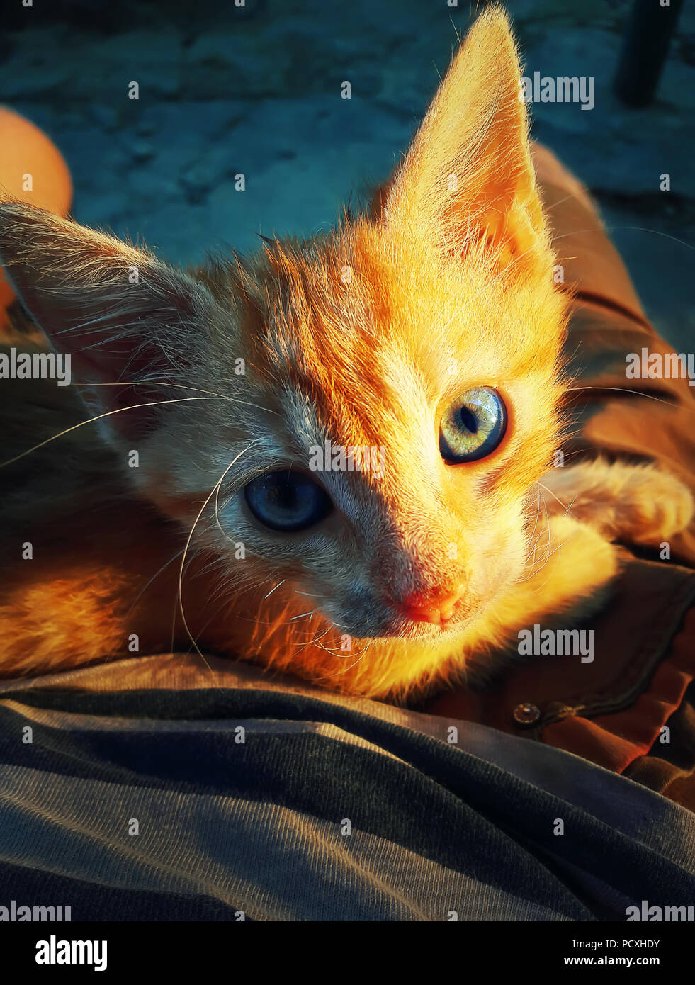 Close up view of a cute orange cat lying on its owner's knees. Beautiful kitten sight. Stock Photo