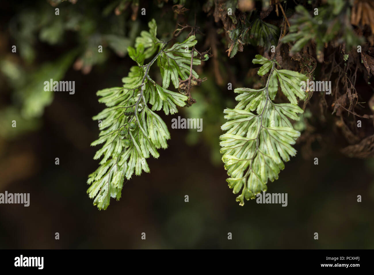 Tunbridge Filmy Fern; Hymenophyllum tunbrigense Golitha; Cornwall; UK Stock Photo
