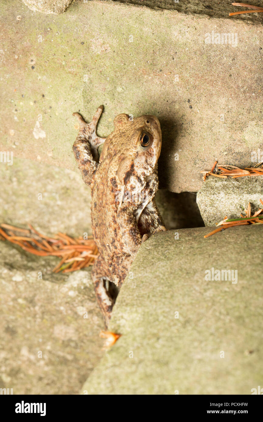 A common toad, Bufo bufo, photographed at night climbing patio steps near a garden pond. Lancashire North West England UK GB Stock Photo