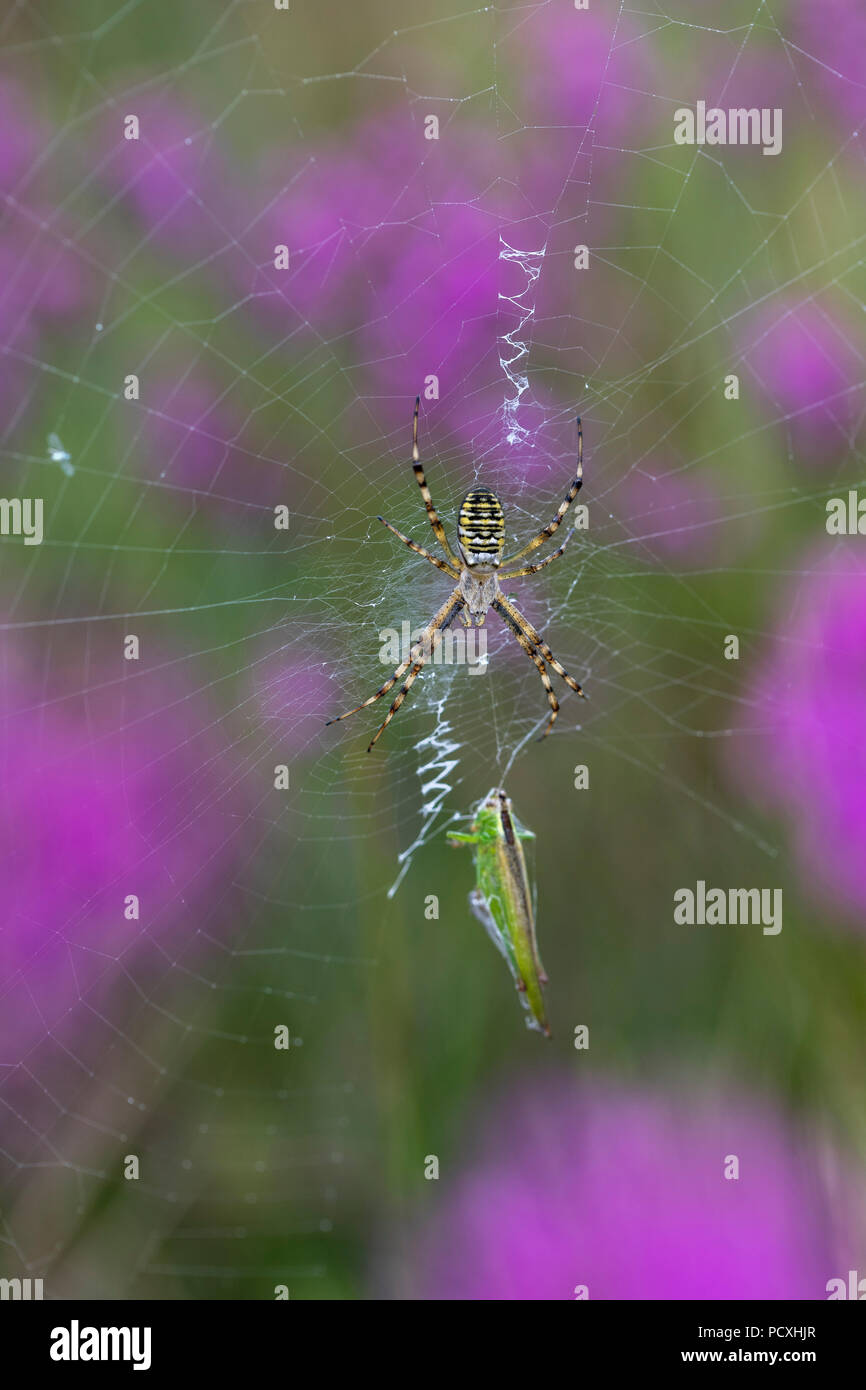 Wasp Spider; Argiope bruennichi Single on Web with Stabilimentum; Holding Prey Cornwall; UK Stock Photo