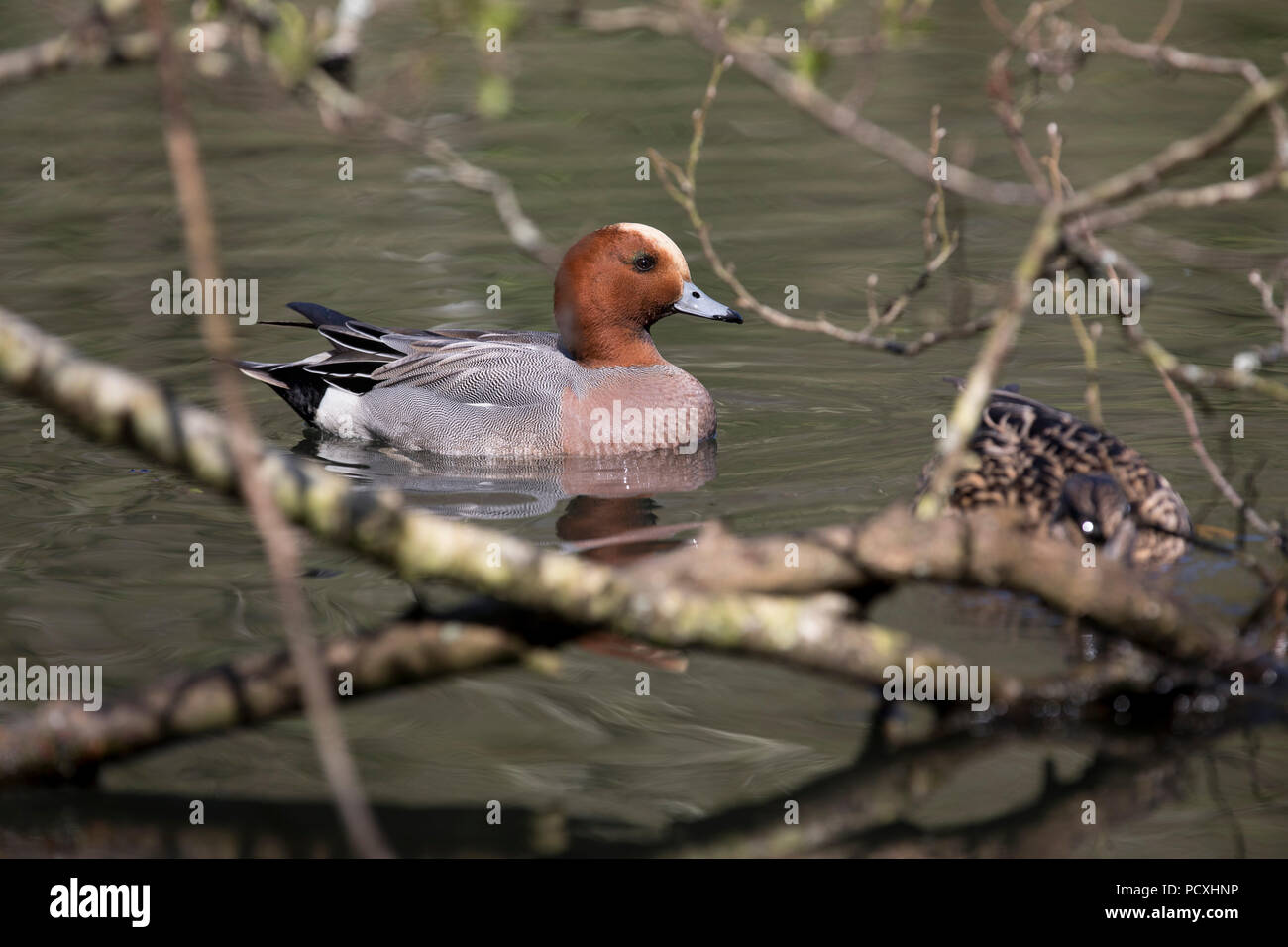 Wigeon; Anas penelope Single Drake Cornwall; UK Stock Photo Alamy