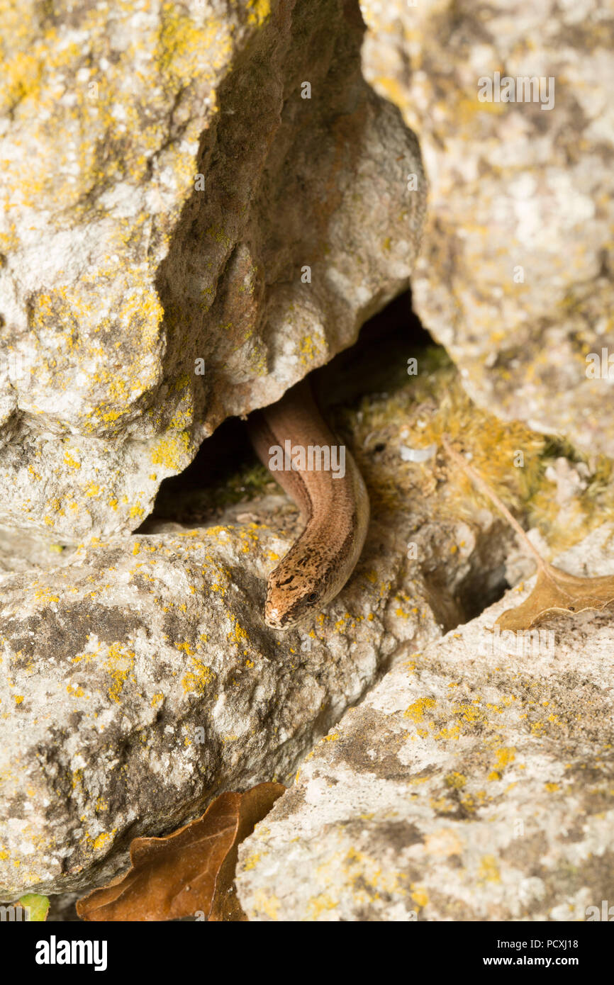 A slow-worm, Anguis fragilis, photographed at night during the UK 2018 hot weather, that is living in a stone wall near a garden pond. The slow-worm i Stock Photo