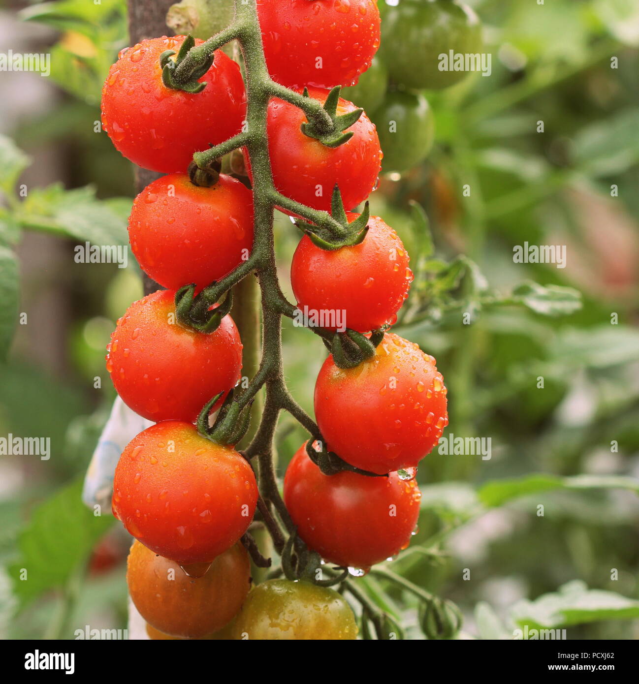 Cherry tomatoes in drops water hi-res stock photography and images - Alamy