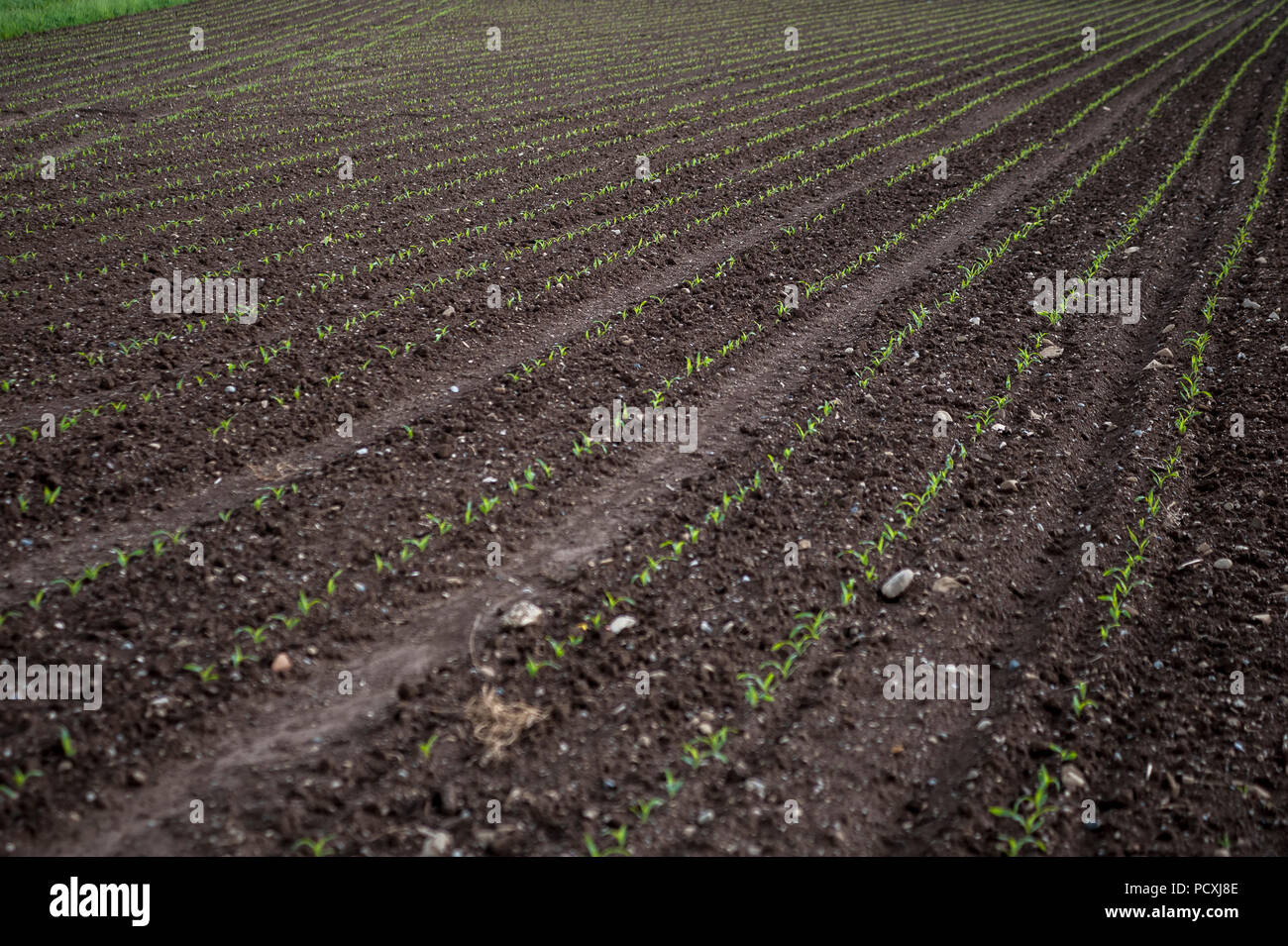 Young Corn Shoots High Resolution Stock Photography and Images - Alamy