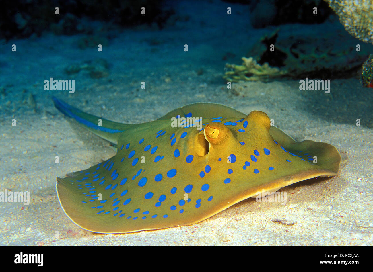 Blue spotted Stingray or Bluespotted ribbontail ray (Taeniura lymma), Hurghada, Egypt Stock Photo